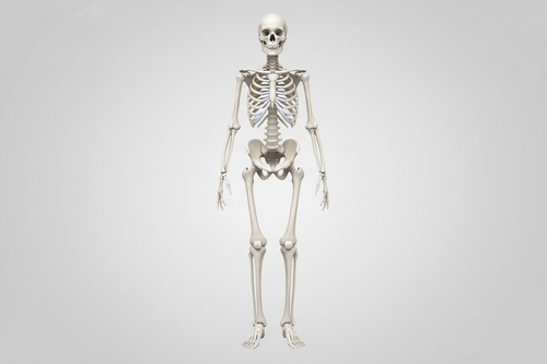 Medical illustration of a full human skeleton — Bone Health blood test measuring Alkaline Phosphatase, Calcium, Phosphate, Vitamin D and Parathyroid Hormone
