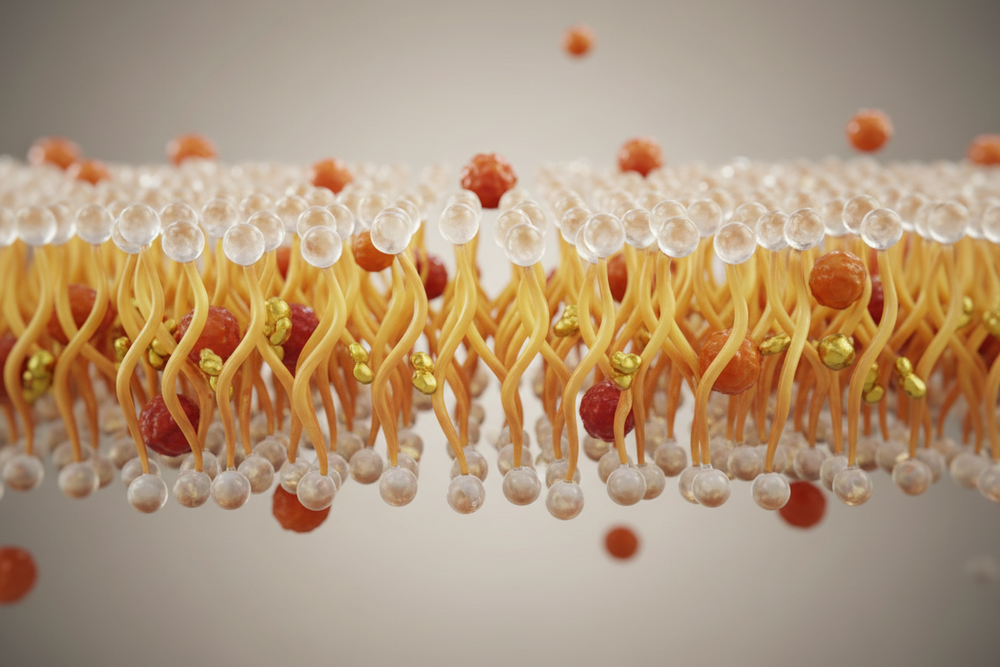 3D illustration of a phospholipid bilayer cell membrane — Lipid Health blood test for cholesterol and triglycerides